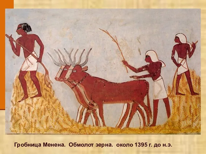 Гробница Менена. Обмолот зерна. около 1395 г. до н.э.