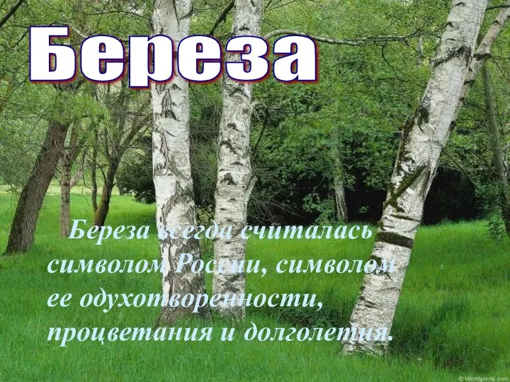 Береза Береза всегда считалась символом России, символом ее одухотворенности, процветания и долголетия.