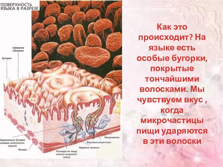 Как это происходит? На языке есть особые бугорки, покрытые тончайшими волосками.