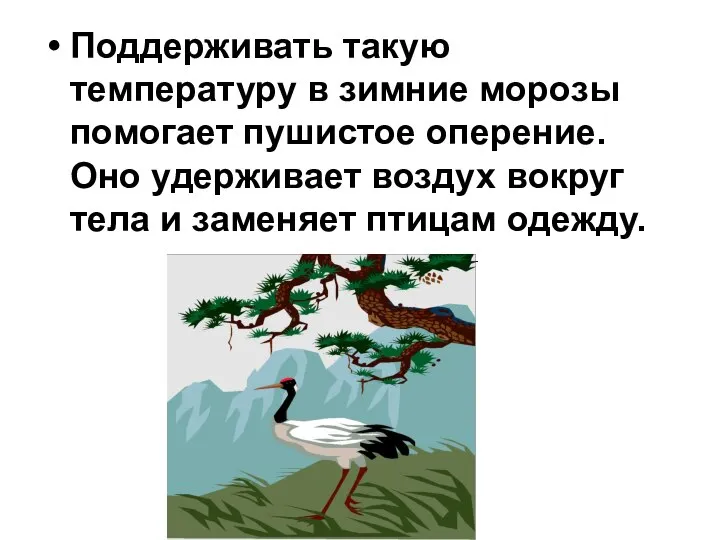 Поддерживать такую температуру в зимние морозы помогает пушистое оперение. Оно удерживает