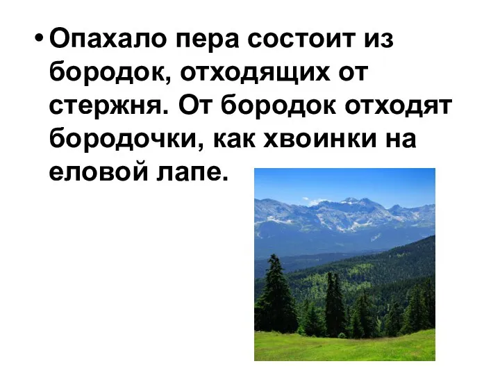 Опахало пера состоит из бородок, отходящих от стержня. От бородок отходят