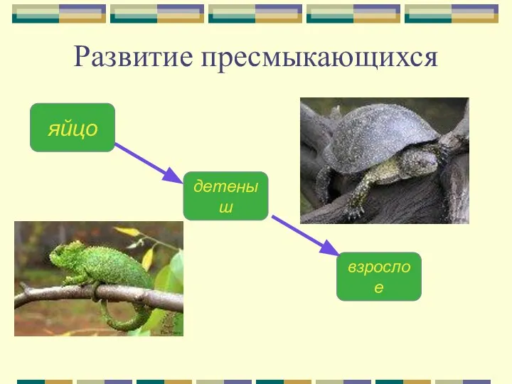 Развитие пресмыкающихся яйцо детеныш взрослое