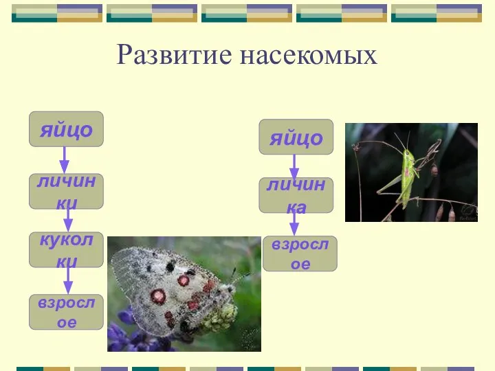 Развитие насекомых личинка яйцо личинки яйцо куколки взрослое взрослое