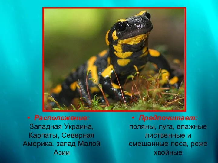 Расположение: Западная Украина, Карпаты, Северная Америка, запад Малой Азии Предпочитает: поляны,