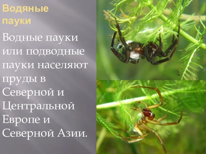 Водяные пауки Водные пауки или подводные пауки населяют пруды в Северной