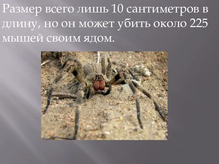 Размер всего лишь 10 сантиметров в длину, но он может убить около 225 мышей своим ядом.