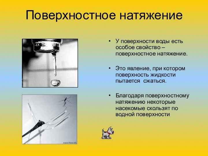 Поверхностное натяжение У поверхности воды есть особое свойство – поверхностное натяжение.