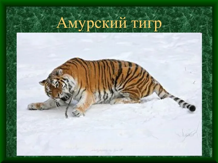 Амурский тигр