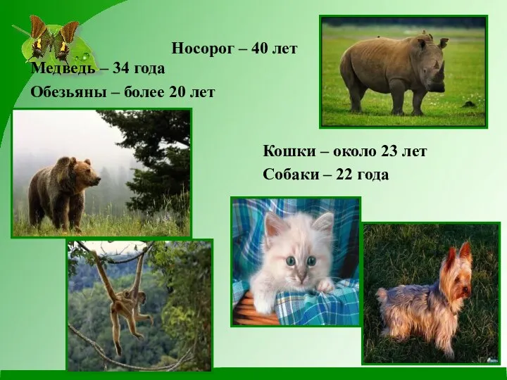 Носорог – 40 лет Медведь – 34 года Обезьяны – более