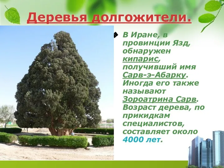 Деревья долгожители. В Иране, в провинции Язд, обнаружен кипарис, получивший имя