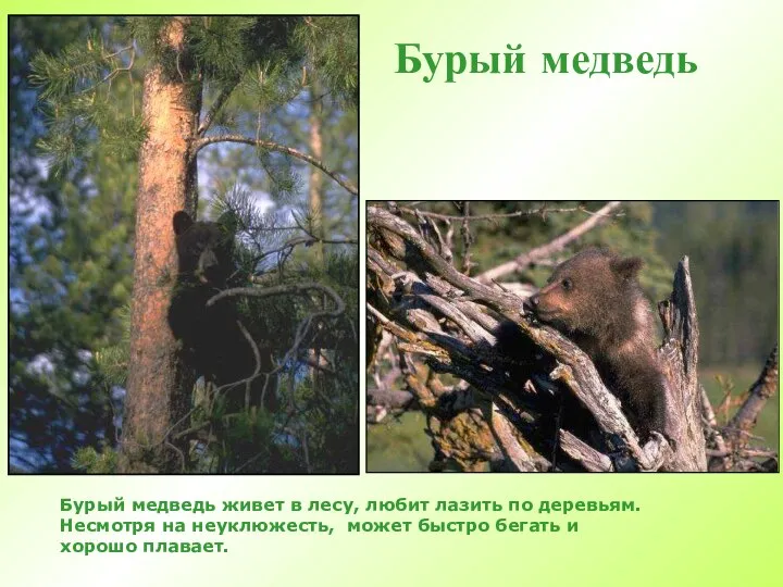 Бурый медведь Бурый медведь живет в лесу, любит лазить по деревьям.