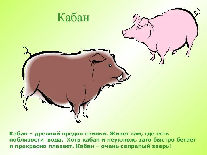 Кабан Кабан – древний предок свиньи. Живет там, где есть поблизости