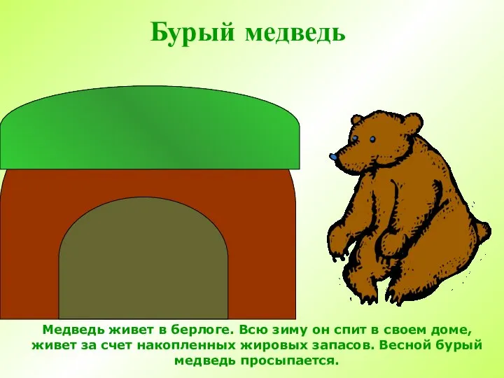 Бурый медведь Медведь живет в берлоге. Всю зиму он спит в