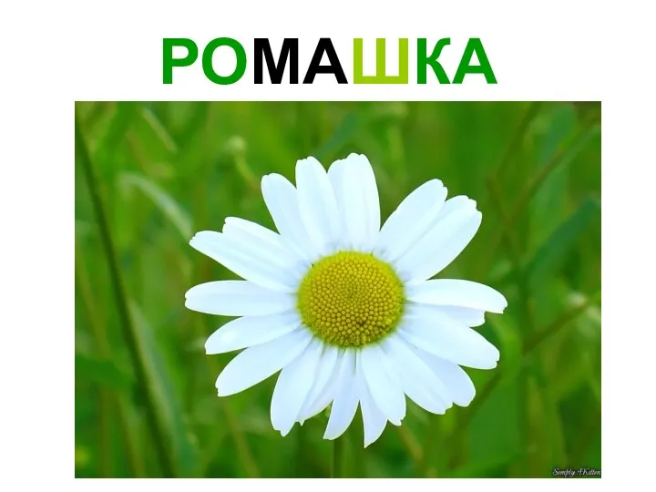 РОМАШКА