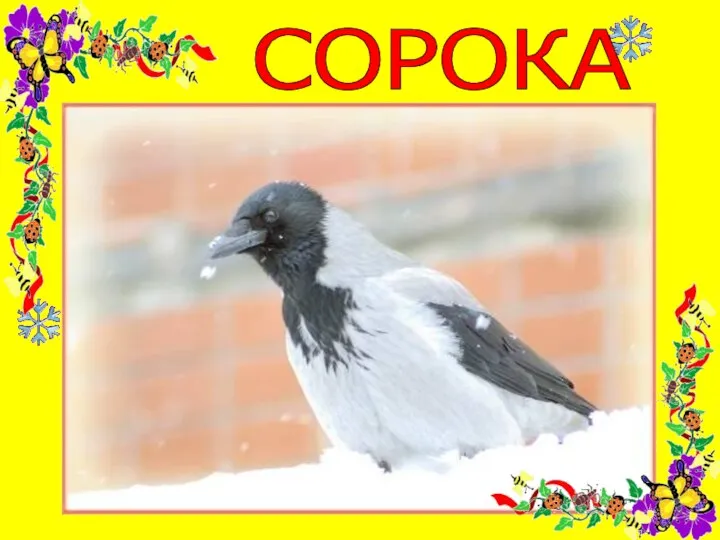 СОРОКА