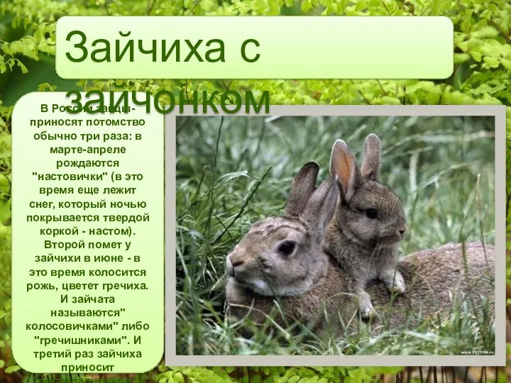 В России зайцы-приносят потомство обычно три раза: в марте-апреле рождаются "настовички"