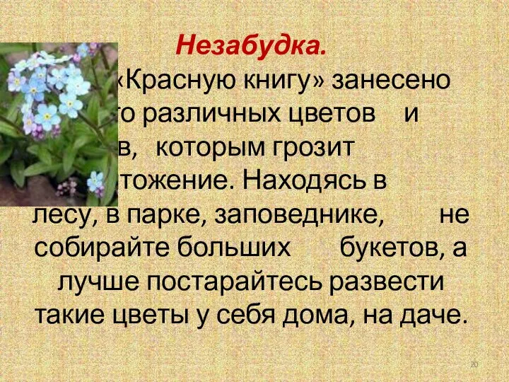 Незабудка. В «Красную книгу» занесено много различных цветов и трав, которым