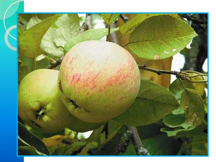 6) Решение задачи. Росли в Кощеевом саду золотые и серебряные яблоки.