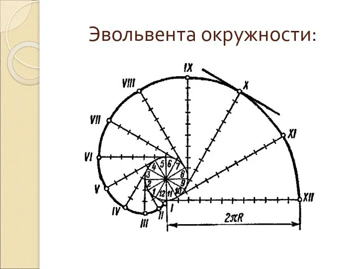 Эвольвента окружности: