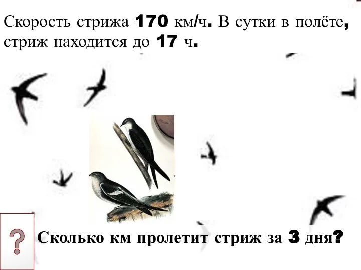 Скорость стрижа 170 км/ч. В сутки в полёте, стриж находится до