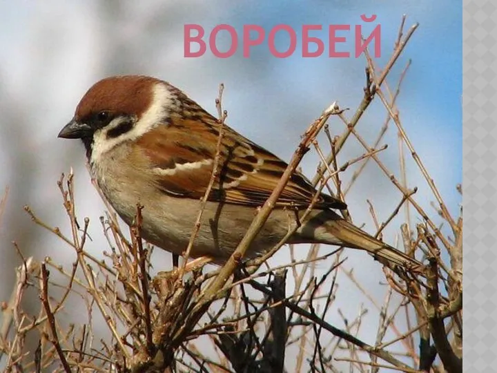 ВОРОБЕЙ