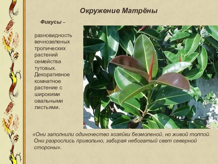 Фикусы – разновидность вечнозеленых тропических растений семейства тутовых. Декоративное комнатное растение