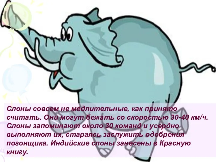 Слоны совсем не медлительные, как принято считать. Они могут бежать со