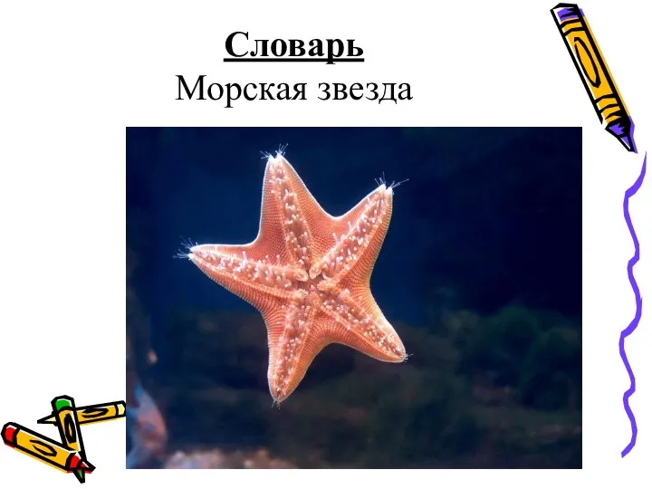 Словарь Морская звезда