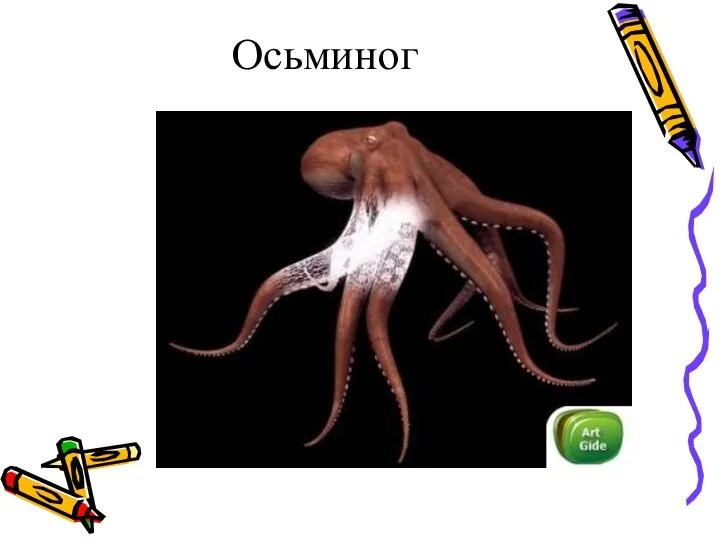 Осьминог