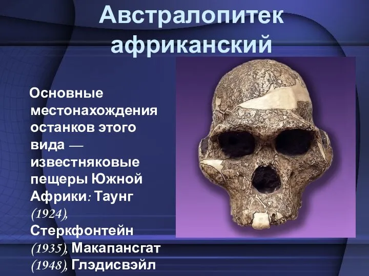 Австралопитек африканский Основные местонахождения останков этого вида — известняковые пещеры Южной