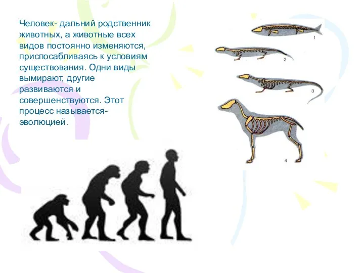 Человек- дальний родственник животных, а животные всех видов постоянно изменяются, приспосабливаясь