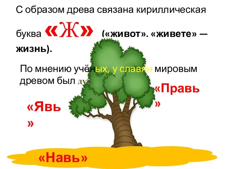 С образом древа связана кириллическая буква «Ж» («живот», «живете» — жизнь).