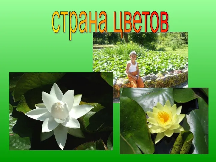 страна цветов