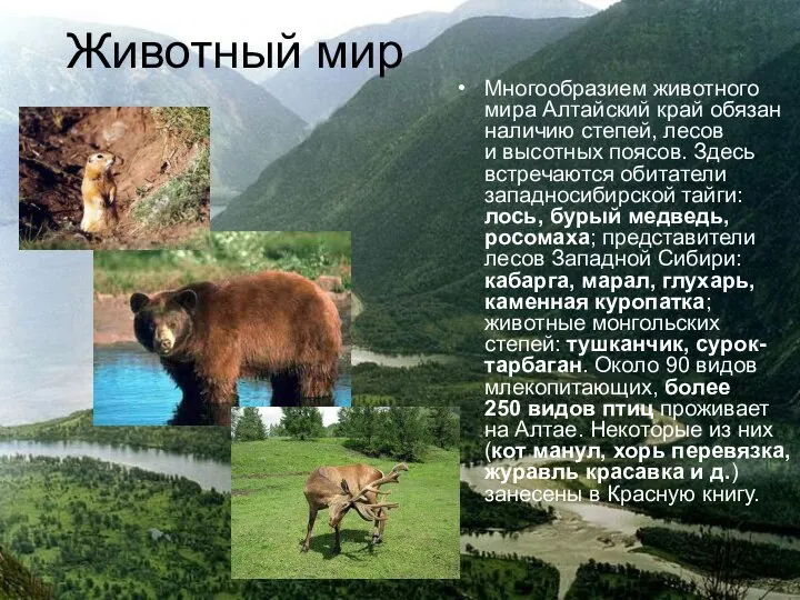 Животный мир Многообразием животного мира Алтайский край обязан наличию степей, лесов