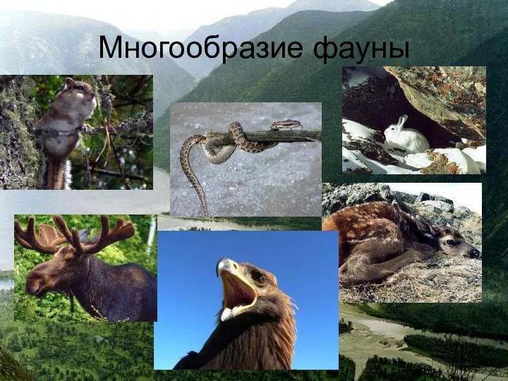 Многообразие фауны