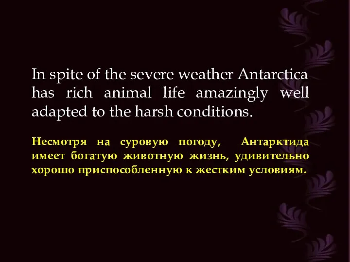 In spite of the severe weather Antarctica has rich animal life