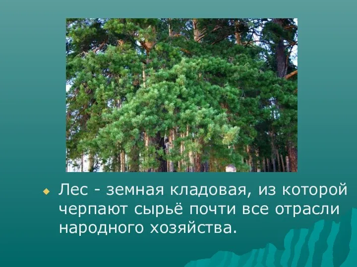 Лес - земная кладовая, из которой черпают сырьё почти все отрасли народного хозяйства.