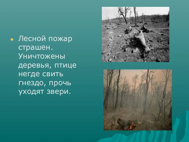 Лесной пожар страшен. Уничтожены деревья, птице негде свить гнездо, прочь уходят звери.