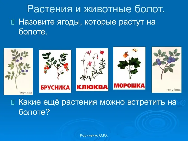 Корниенко О.Ю. Растения и животные болот. Назовите ягоды, которые растут на