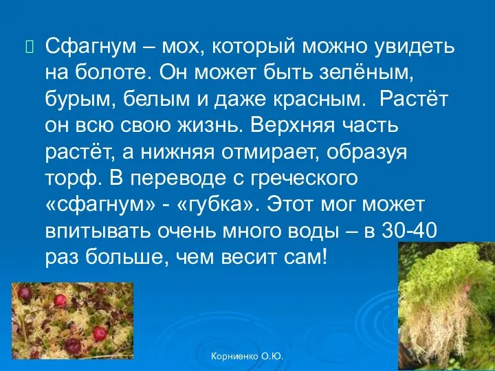 Корниенко О.Ю. Сфагнум – мох, который можно увидеть на болоте. Он