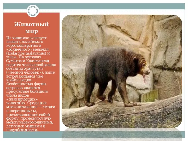 Животный мир Из хищников следует назвать малайского короткошерстного «солнечного» медведя (Helarctos