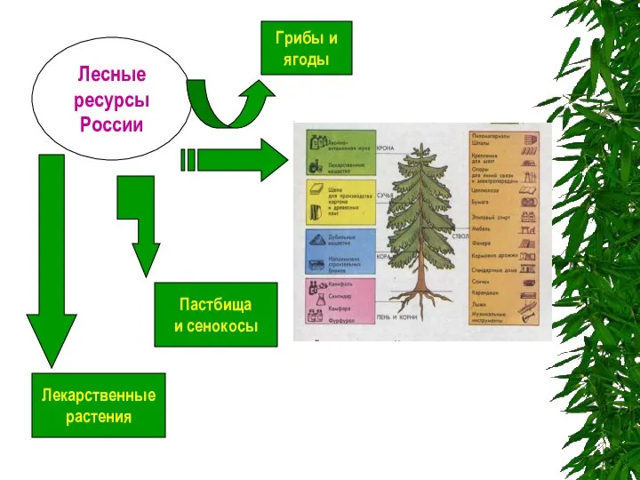 п и Лесные ресурсы России Пастбища и сенокосы Лекарственные растения Грибы и ягоды
