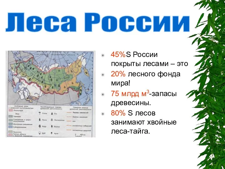 45%S России покрыты лесами – это 20% лесного фонда мира! 75