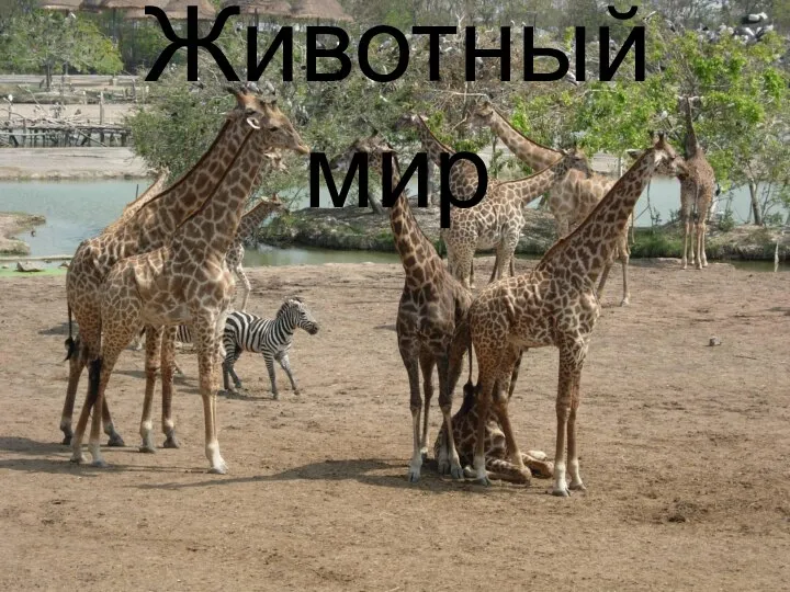 Животный мир