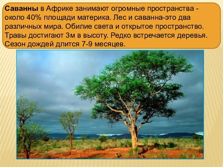 Саванны в Африке занимают огромные пространства -около 40% площади материка. Лес