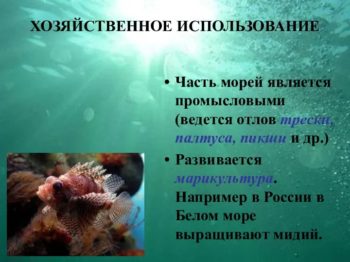 ХОЗЯЙСТВЕННОЕ ИСПОЛЬЗОВАНИЕ Часть морей является промысловыми (ведется отлов трески, палтуса, пикши