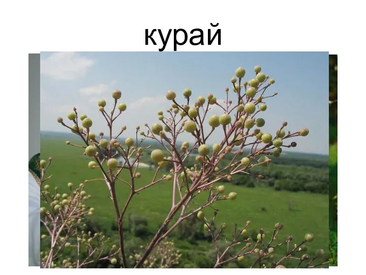 курай