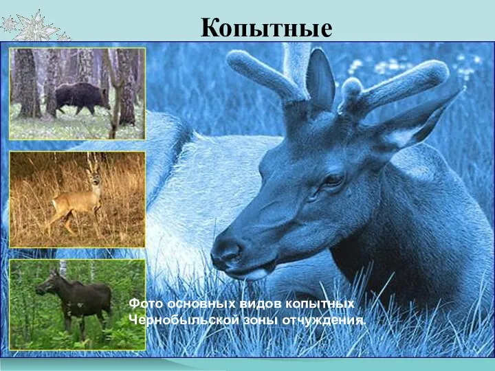 Копытные Лось (Alces alces), европейский олень (Cervus elaphus), косуля (Capreolus capreolus),