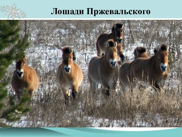 Лошади Пржевальского В мае 1998 года из заповедника «Аскания-Нова» было завезено