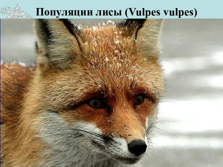 Популяции лисы (Vulpes vulpes) Численность этого животного составляет около 630 особей.